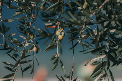 Olive Oil's Health Benefits: Helps With Heart Health. Weight Loss and Much More