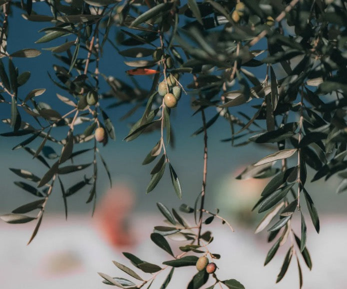Some Of The Best Benefits Of Using Olive Oil