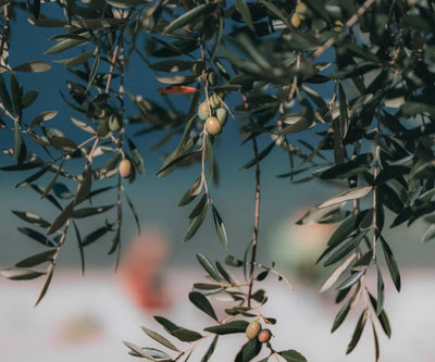 Some Of The Best Benefits Of Using Olive Oil