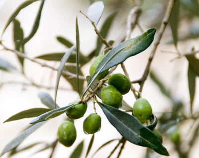 The Variety Of Uses Of Extra Virgin Olive Oil