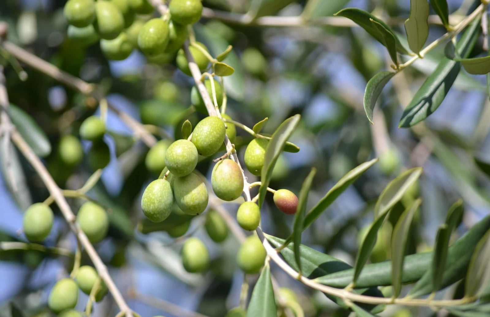 Understanding What Happens To Your Body When You Consume Olive Oil