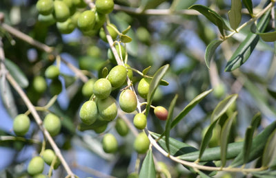 Understanding What Happens To Your Body When You Consume Olive Oil