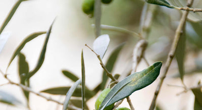 Essential Benefits Of Taking A Shot Of Olive Oil In The Morning