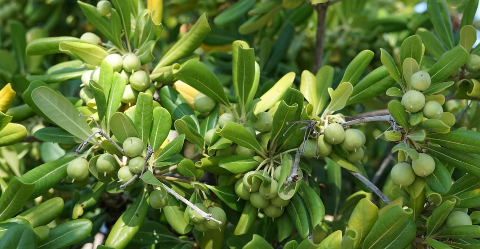 A Great Perspective Of Extra Virgin Olive Oil