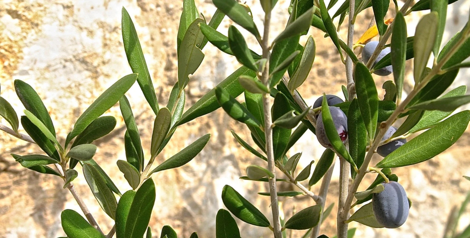 Clearly Understanding The History Of Olive Oil