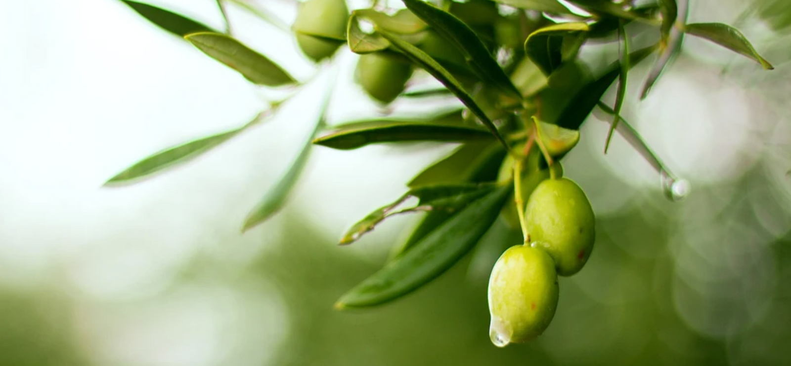 Some of the Greatest Health Benefits Of Olive Oil