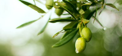 Some of the Greatest Health Benefits Of Olive Oil