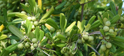 A Short Version of the Process: Olive Oil