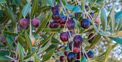 How Extra Virgin Olive Oil Can Help With Alzheimer's