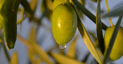 Tips On Using Extra Virgin Olive Oil For Your Skin and Face