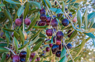 Understanding A Variety of Benefits of Olive Oil