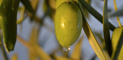 Tips on Using Extra Virgin Olive Oil for Your Skin and Face