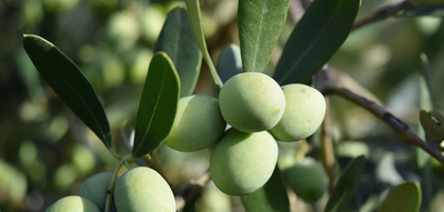 Make Flavors Taste Much Better With Infused Olive Oil