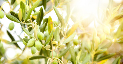 Extra Virgin Olive Oil Is Known to Bring Down Cholesterol, & Blood Sugar