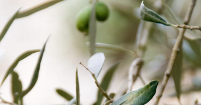 Unbelievable Reasons To Use Olive Oil