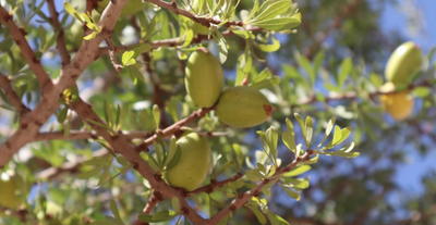 Clearly Understanding the Process of Olive Oil