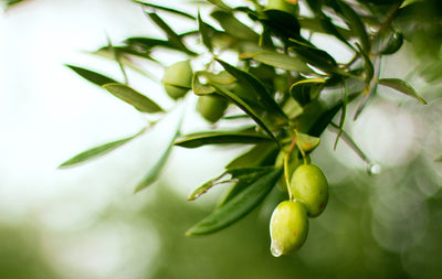 Incredible Health Benefits of Very Good Olive Oil