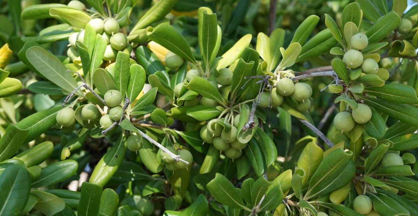 Looking At A Better Glance At The Extra Virgin Olive Oil's Course of Action