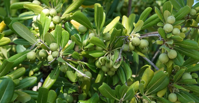 Looking At A Better Glance At The Extra Virgin Olive Oil's Course of Action