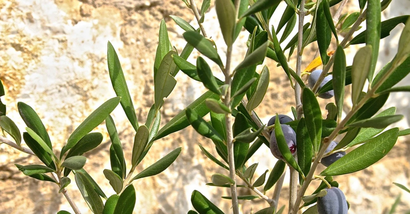 5 Crucial Olive Oil Reasons Extra Virgin Olive Oil For Your Hair, Skin & Face