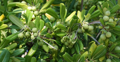 A Much Better Glance At The Extra Virgin Olive Oil's Course of Action