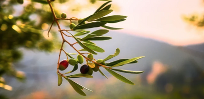 An Assortment Of the Notable Health Benefits of Olive Oil