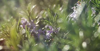 Unique and Creative Ways to Use Rosemary Infused Olive Oil