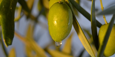 Tips On Using Extra Virgin Olive Oil For Your Skin and Face