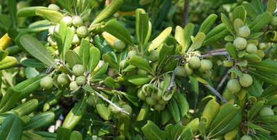 A Much Better Glance At The Extra Virgin Olive Oil