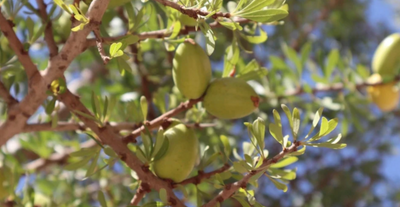 Understanding the Process of Olive Oil