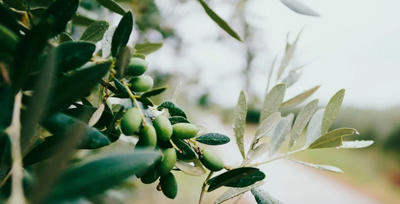 Incredible Olive Oil Benefits & Uses For Your Own Hair, Skin & Face