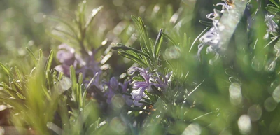 Distinct and Creative Ways to Use Rosemary Infused Olive Oil