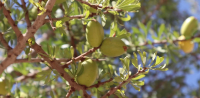 Knowing and Understanding the Process of Olive Oil