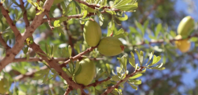 Understanding the Process of Olive Oil A Bit Better