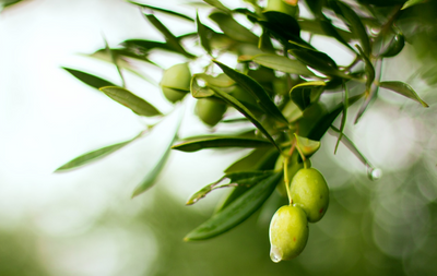 To Get The Benefits Of Olive Oil, Fresh May Be Best