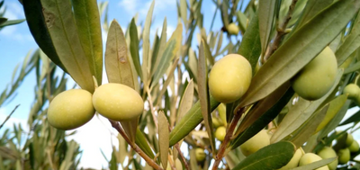 3 Incredible Ways Infused Olive Oil Can Be Developed