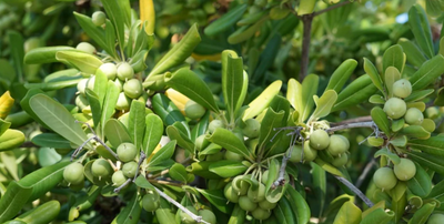 A Much Better Glance At Extra Virgin Olive Oil's Course of Action