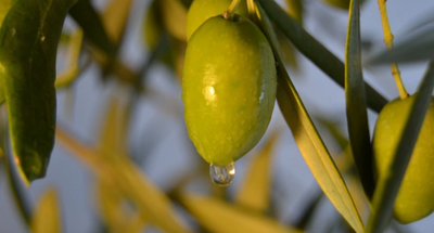 5 Outstanding Olive Oil Benefits & Uses For Your Hair, Skin & Face