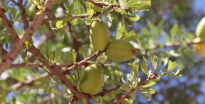 Clearly Understanding the Process of Olive Oil