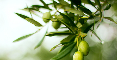 The Essential Benefits of Fresh Olive Oil