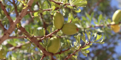 Getting Insights and An Understanding of the Process of Olive Oil