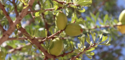 How To Get A Much Better Understanding of the Process of Olive Oil