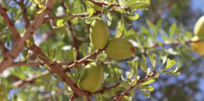 A Great Way To Get Better Insights and An Understanding of the Process of Olive Oil