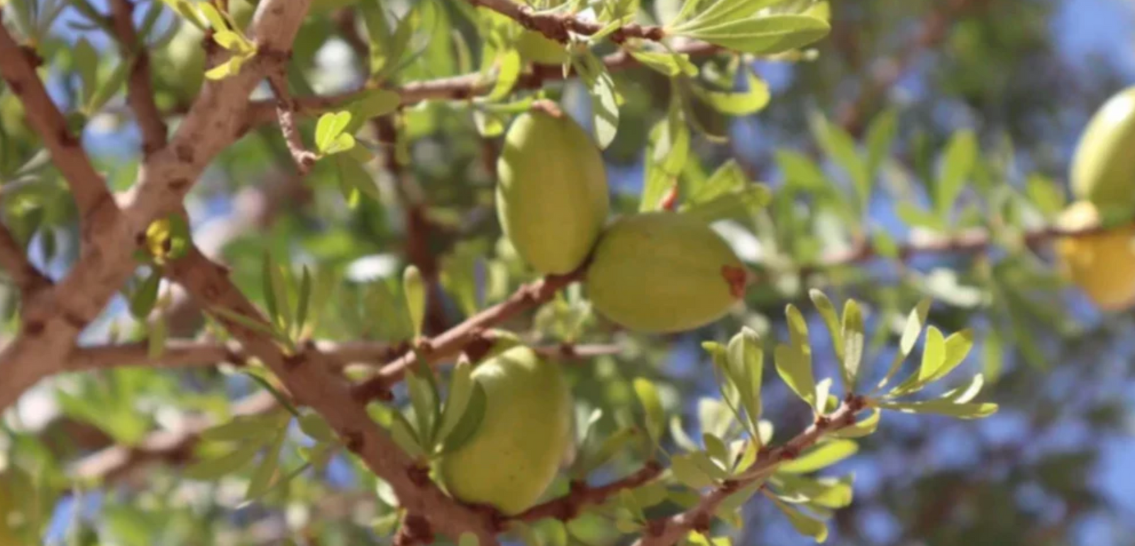 Getting More Insights and An A Better Understanding of the Process of Olive Oil