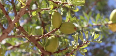 Getting More Insights and An A Better Understanding of the Process of Olive Oil