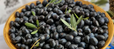 Getting to Know The Best Benefits of Olive Oil