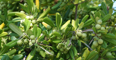 Understanding The Extra Virgin Olive Oil's Course of Action