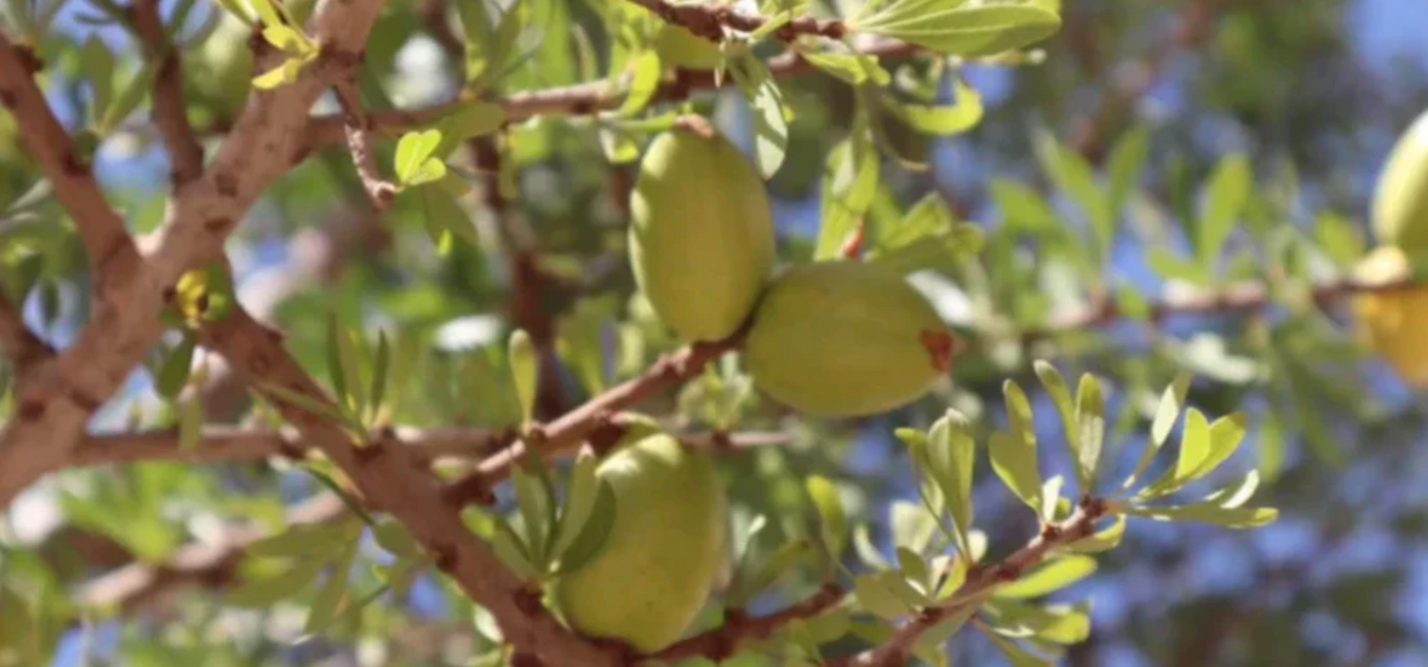 Learn About A Variety of Reasons To Use Olive Oil For Your Daily Health