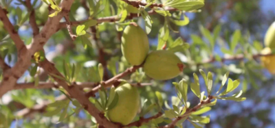 Learn About A Variety of Reasons To Use Olive Oil For Your Daily Health