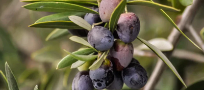 Getting A Better Idea As to Why Using Olive Oil Daily Benefits You and Your Health